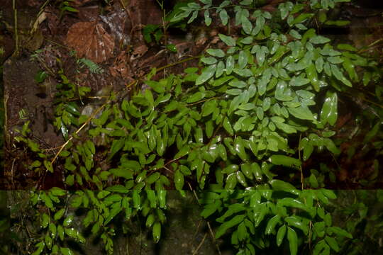 Image of Llavea cordifolia Lag.