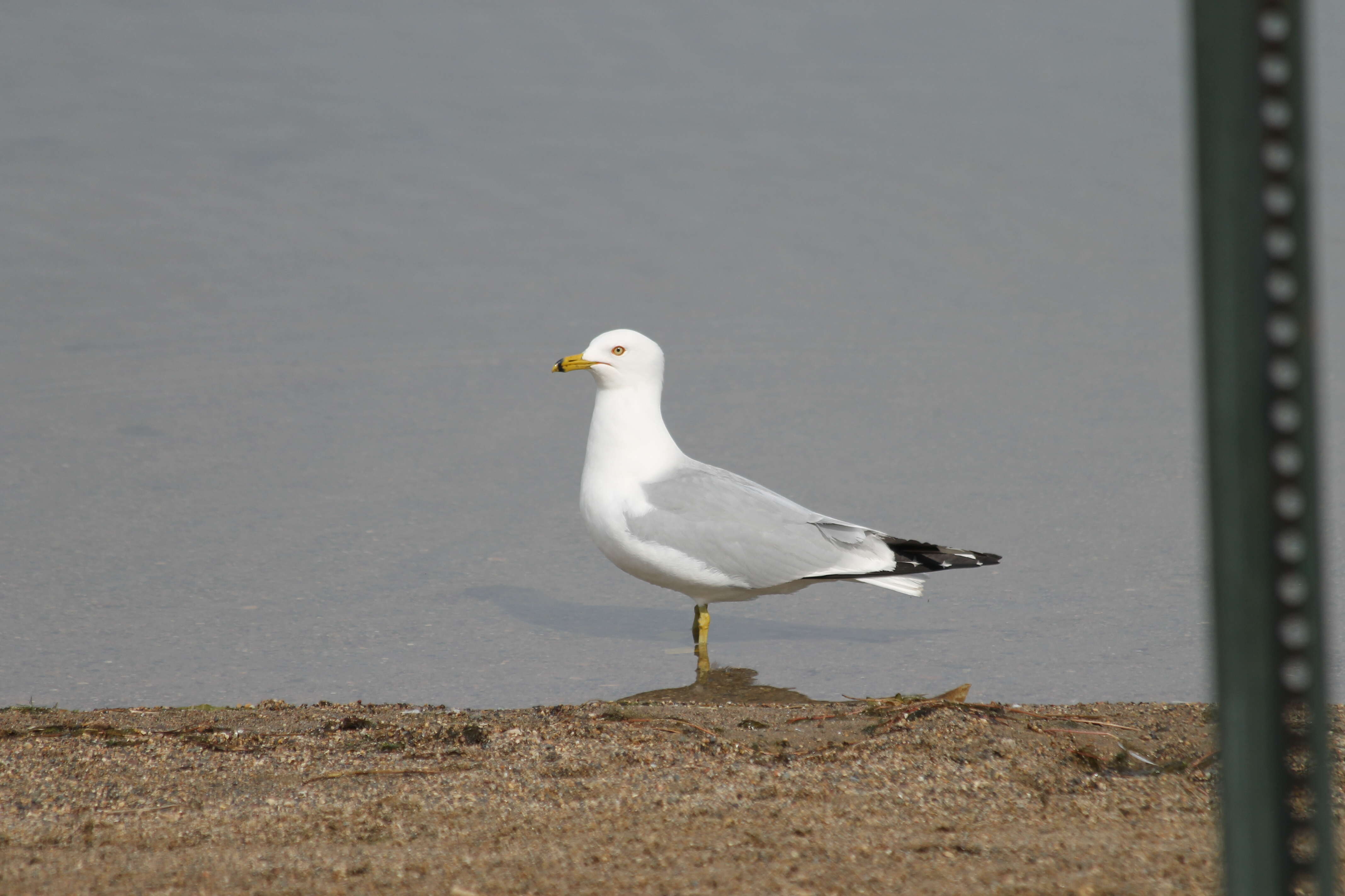 Image of Ring-billed Gull