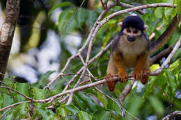 Image of Black Squirrel Monkey