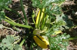 Image of field pumpkin