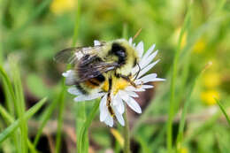 Image of Bombus vancouverensis vancouverensis Cresson 1879