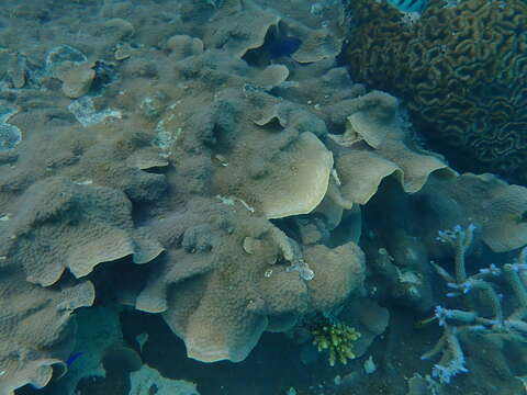 Image of Hedgehog Coral