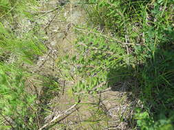 Image of <i>Sedum selskianum</i> Regel & Maak