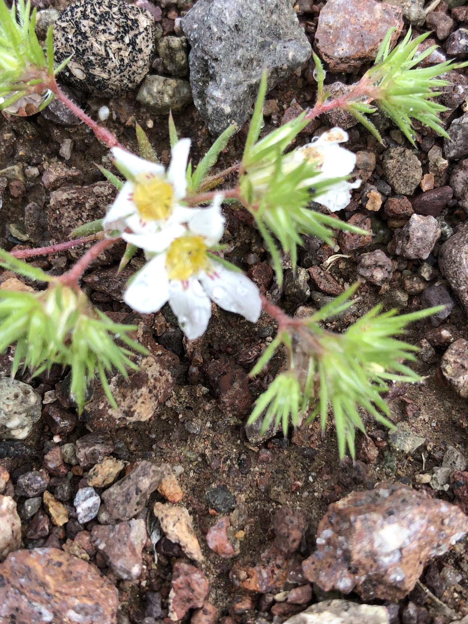 Image de Linanthus demissus (A. Gray) Greene