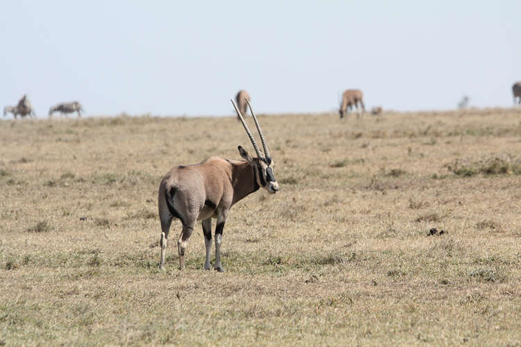 Image of Beisa Oryx