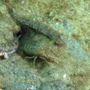 Image of sand snapping shrimp