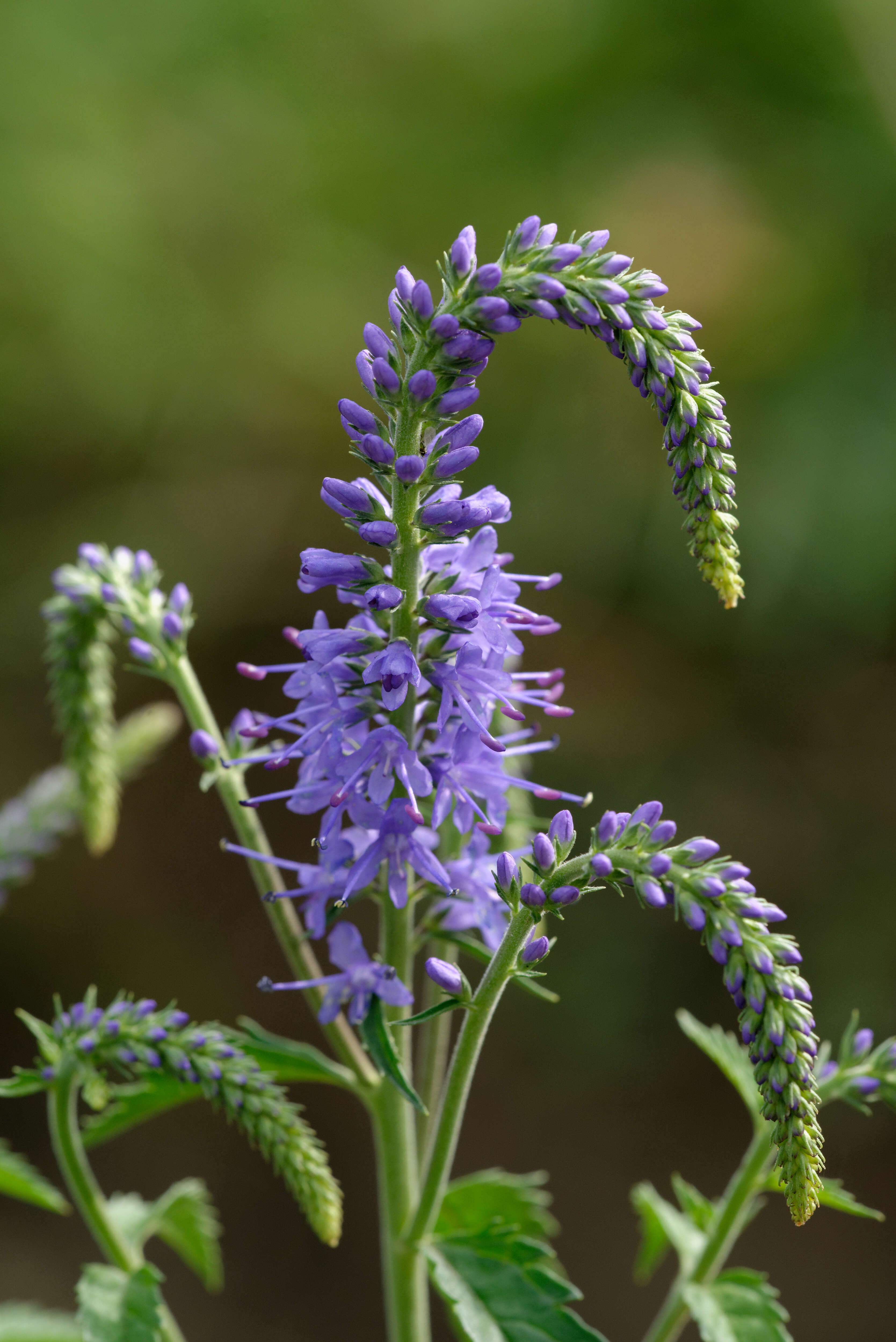 Image of Garden speedwell