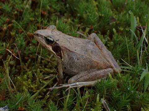 Image of Japanese Brown Frog