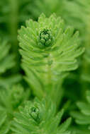 Image of parrot feather watermilfoil