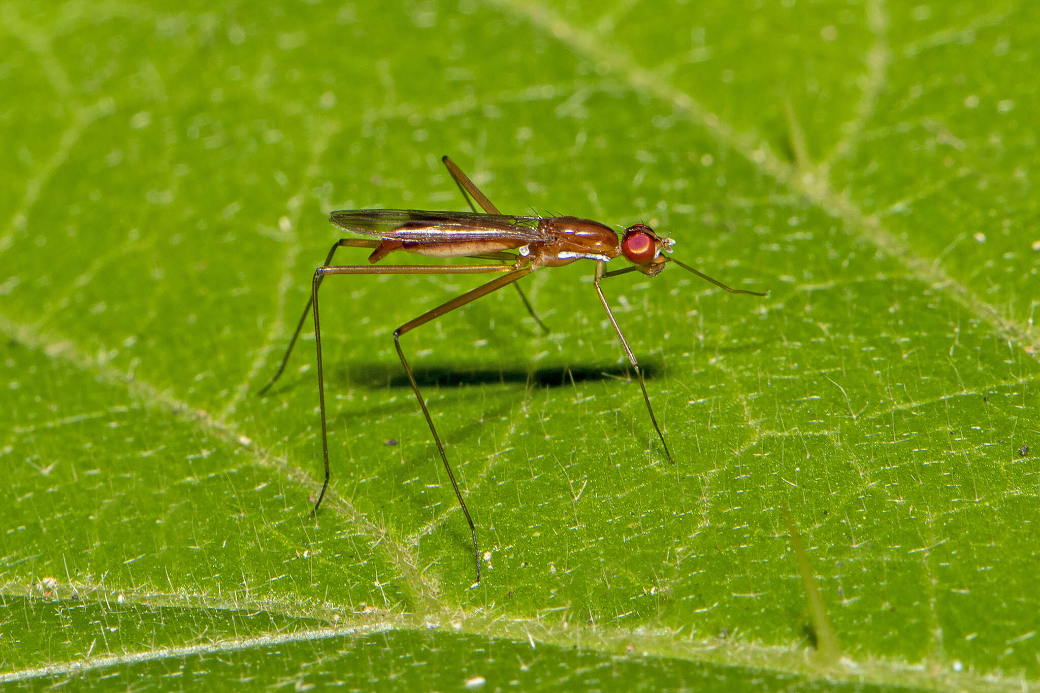 Image of Cothornobata aczeli McAlpine 1998