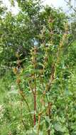 Image de Phlomoides tuberosa (L.) Moench