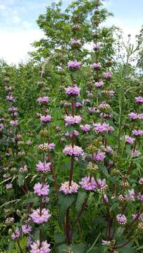 Image of tuberous Jerusalem sage