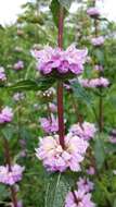 Слика од Phlomoides tuberosa (L.) Moench