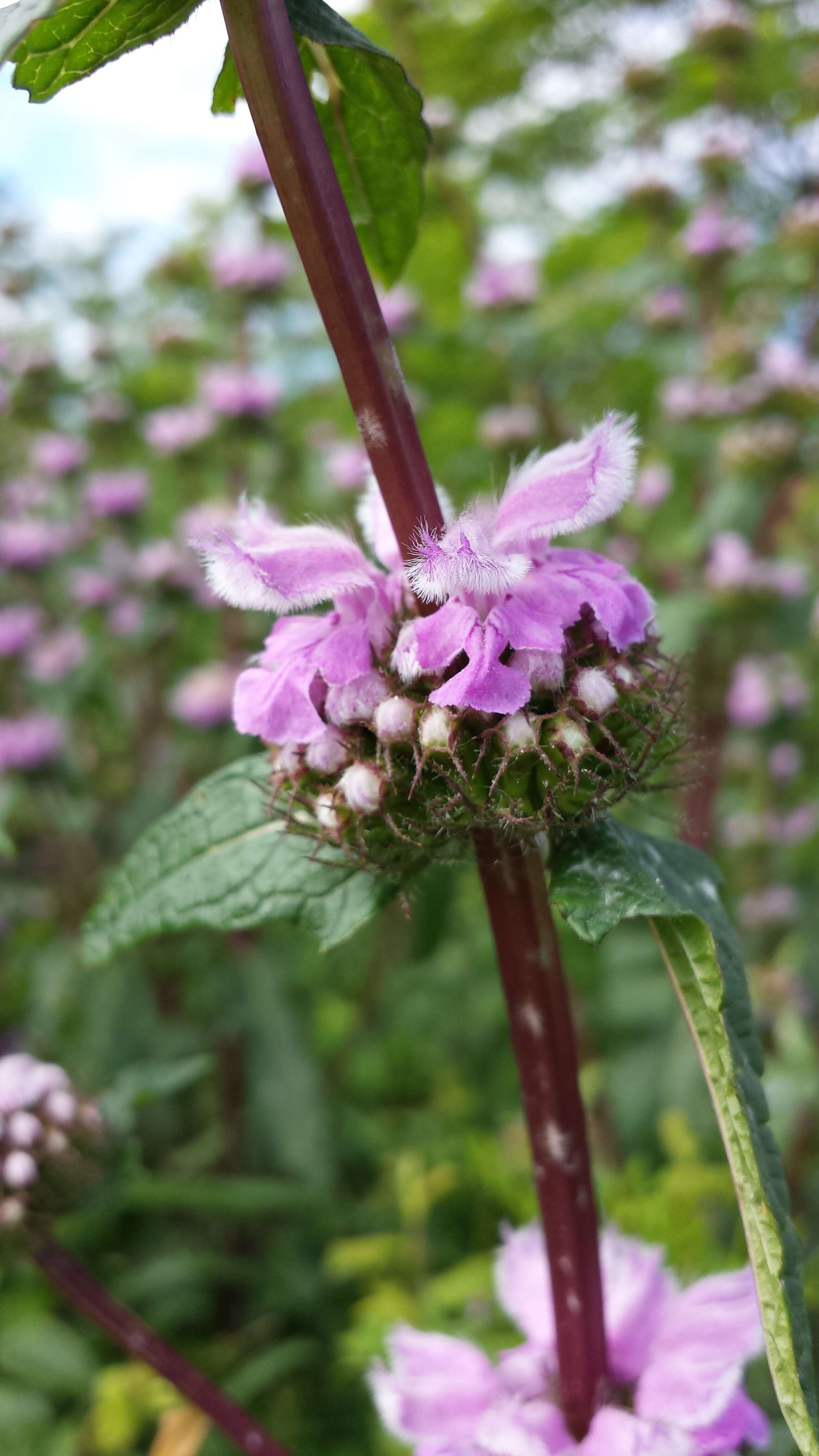 Image of tuberous Jerusalem sage