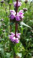 Image de Phlomoides tuberosa (L.) Moench