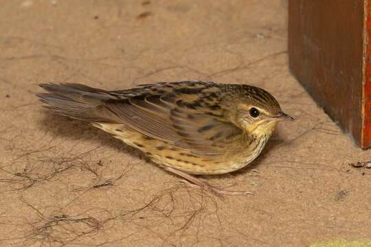 Image of Lanceolated Warbler