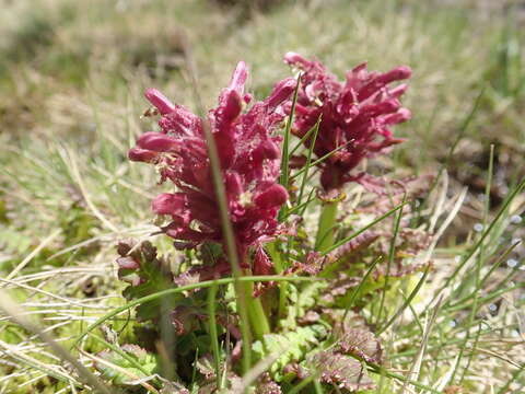 Imagem de Pedicularis olympica Boiss.