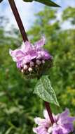 Слика од Phlomoides tuberosa (L.) Moench