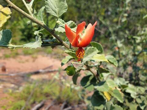 Hibiscus waterbergensis Exell的圖片