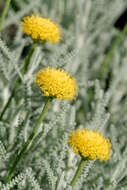 Image of lavender cotton