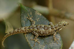 Image of Western dwarf gecko