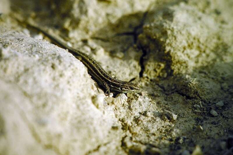 Image of Dwarf Lizard