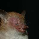 Image of Walston's tube-nosed bat