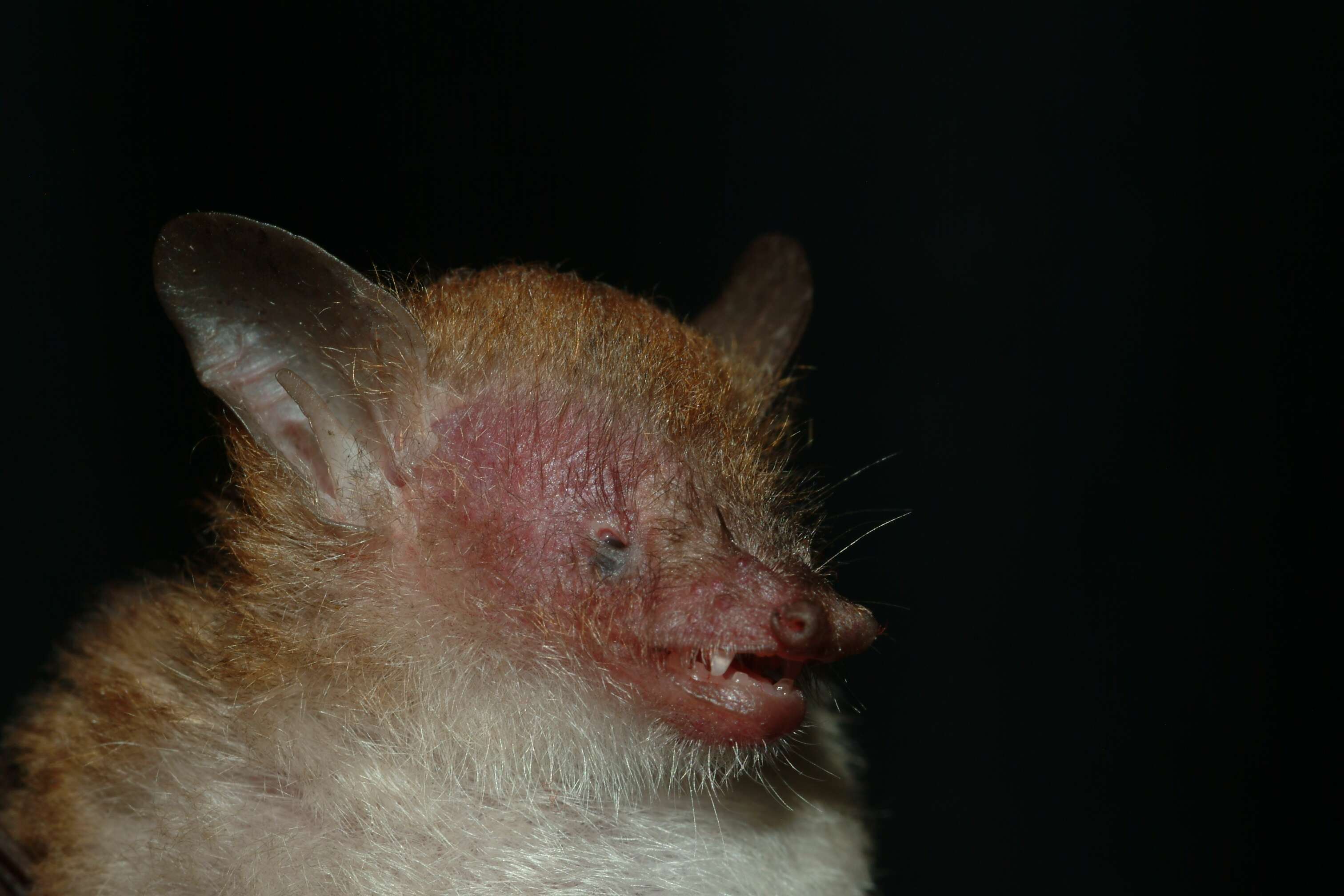 Image of Walston's tube-nosed bat