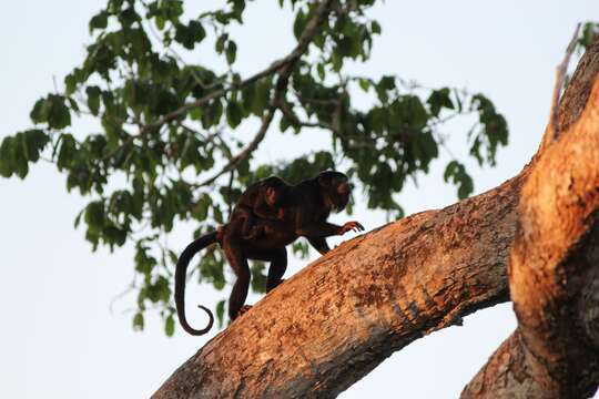 Image of Red-handed Howling Monkey