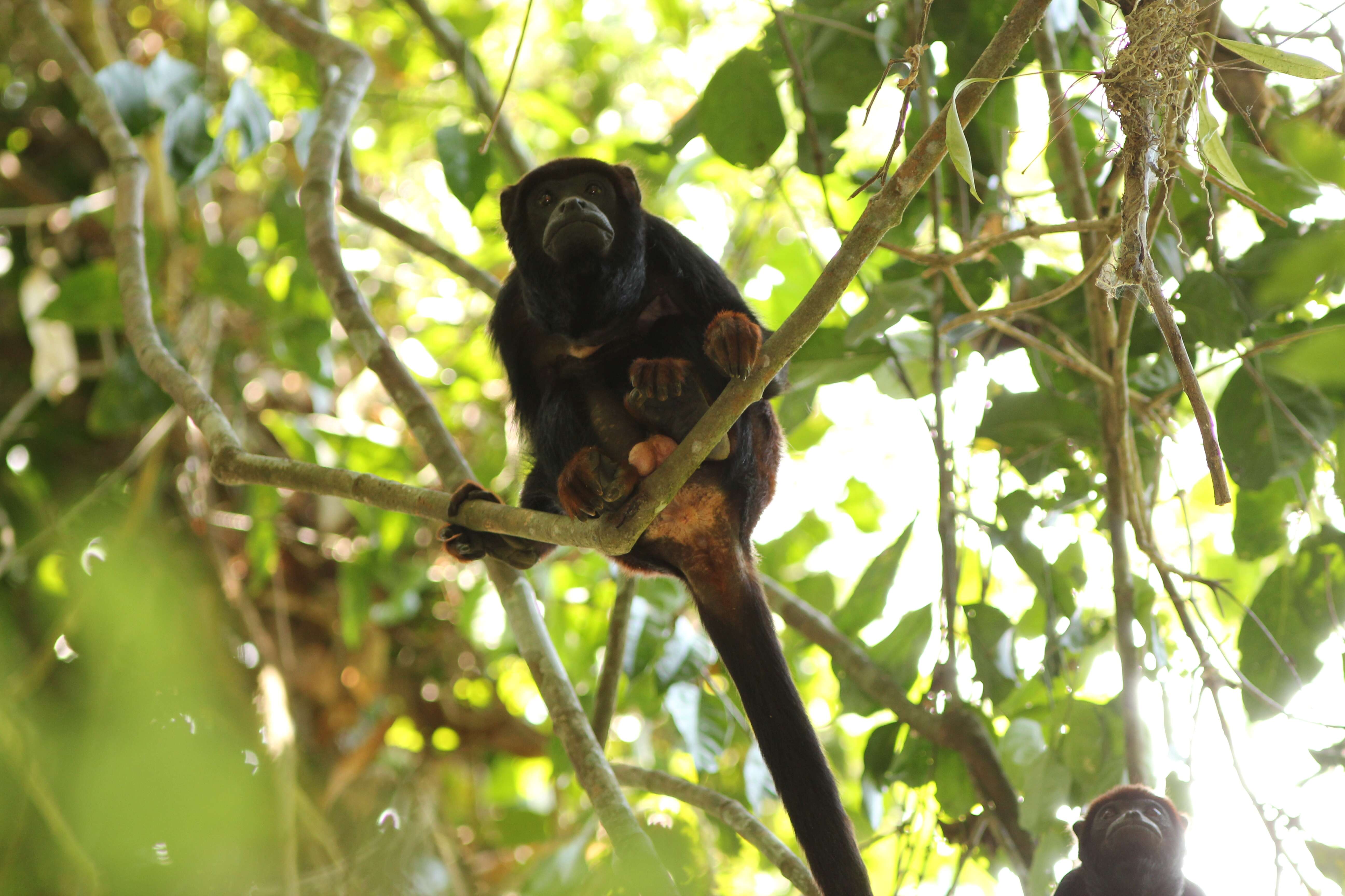 Sivun Alouatta discolor (Spix 1823) kuva