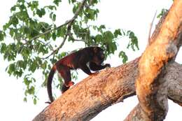 Image of Red-handed Howling Monkey