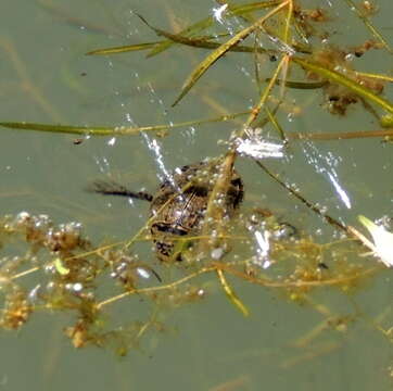 Image of Grooved Diving Beetle