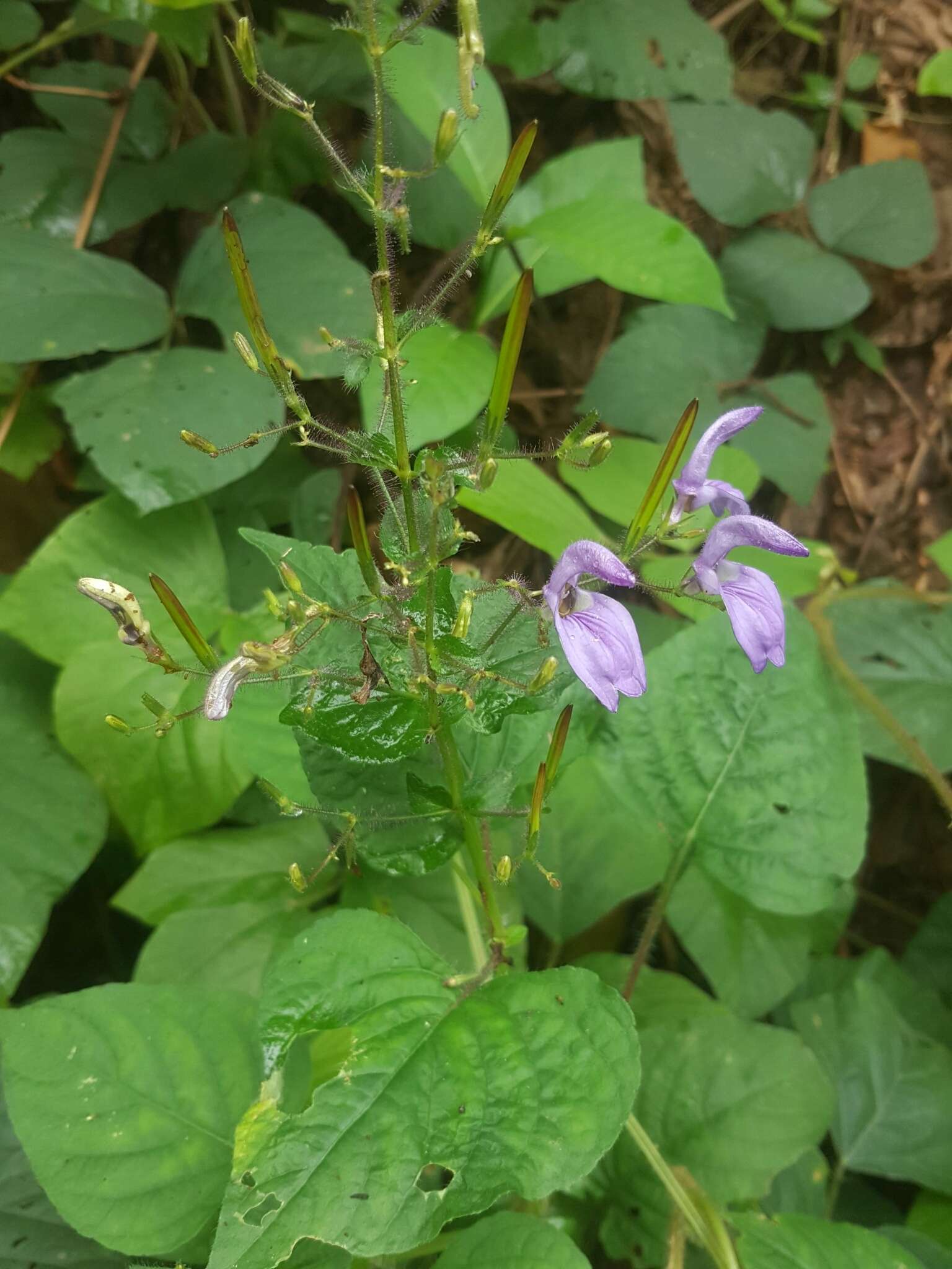 Image of Brillantaisia lamium (Nees) Benth.