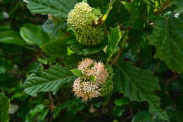 Image of Japanese callicarpa