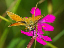 Слика од Dianthus deltoides L.