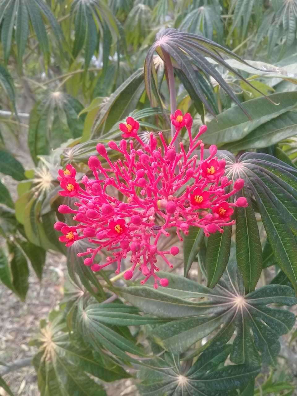 Plancia ëd Jatropha multifida L.