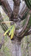 Image of Catasetum pendulum Dodson