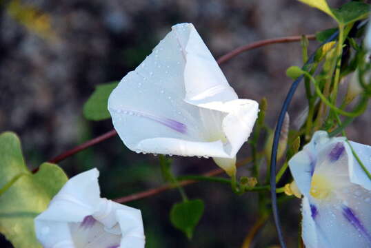 Image of Ololiuqui or Mexican Morning Glory