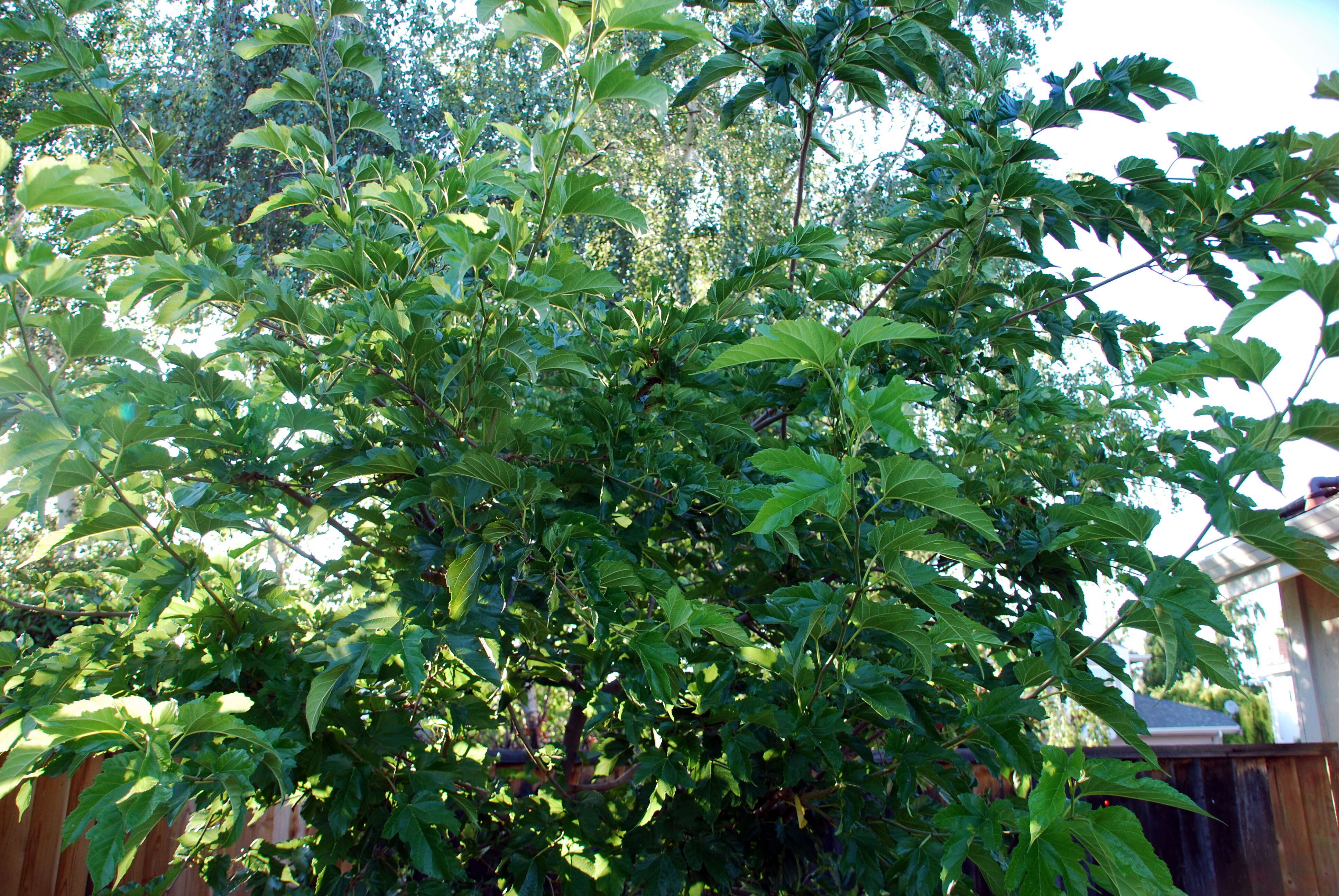 Image of white mulberry