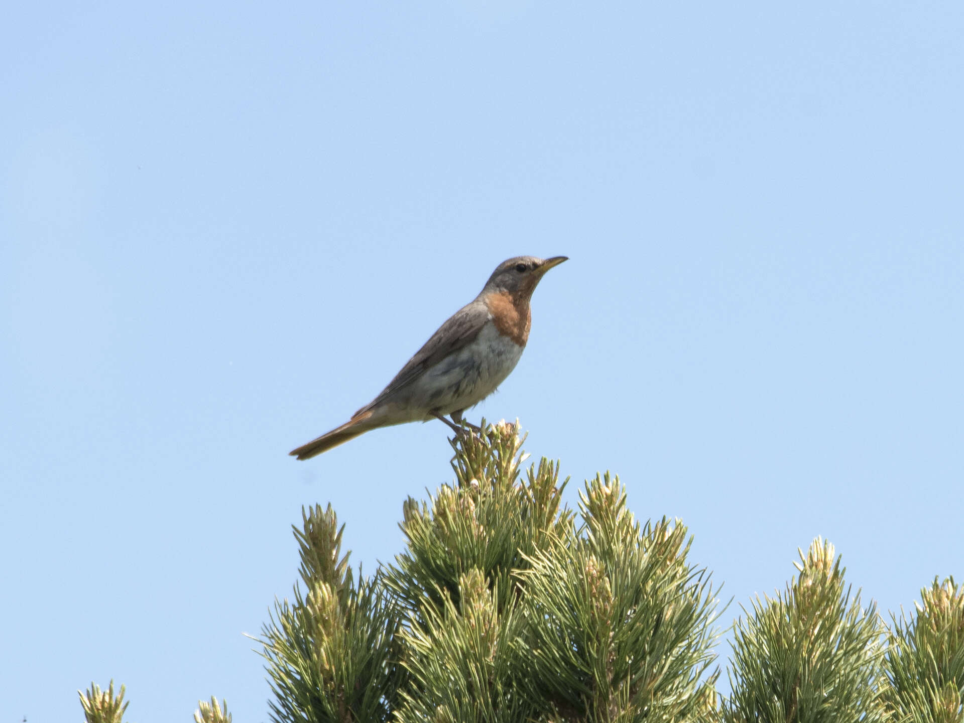 Image of Black-throated Thrush