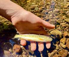 Image de Oncorhynchus apache (Miller 1972)