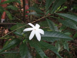 Plancia ëd Gardenia actinocarpa Puttock