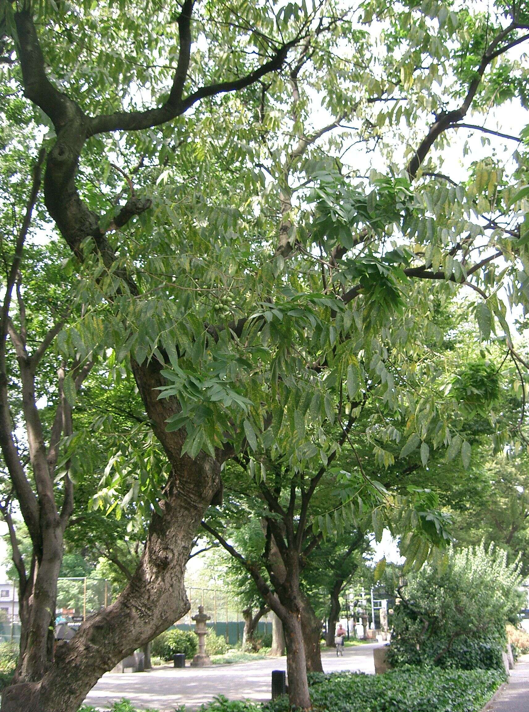 Image of Chinese soapberry