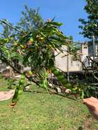 Image of pigeonpea