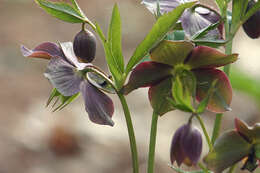 Image of Hellebore