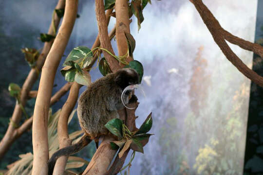 Image of Black-chinned Emperor Tamarin