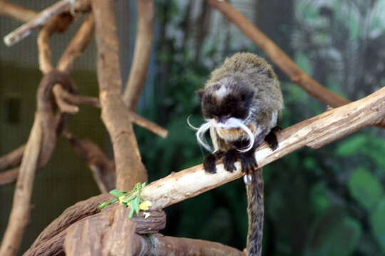 Image of Black-chinned Emperor Tamarin