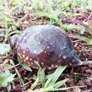 Image of Spotted Burrowing Frog