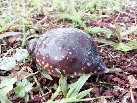 Image of Spotted Burrowing Frog