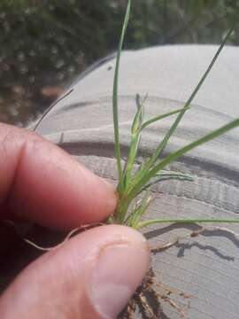 Image of Trianoptiles solitaria (C. B. Clarke) Levyns